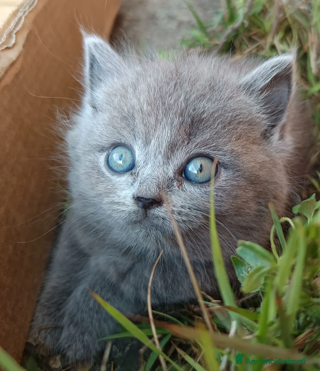 British gatti in vendita: Adorabili gattini British shortair  a Provincia di Taranto - Annuncio 1