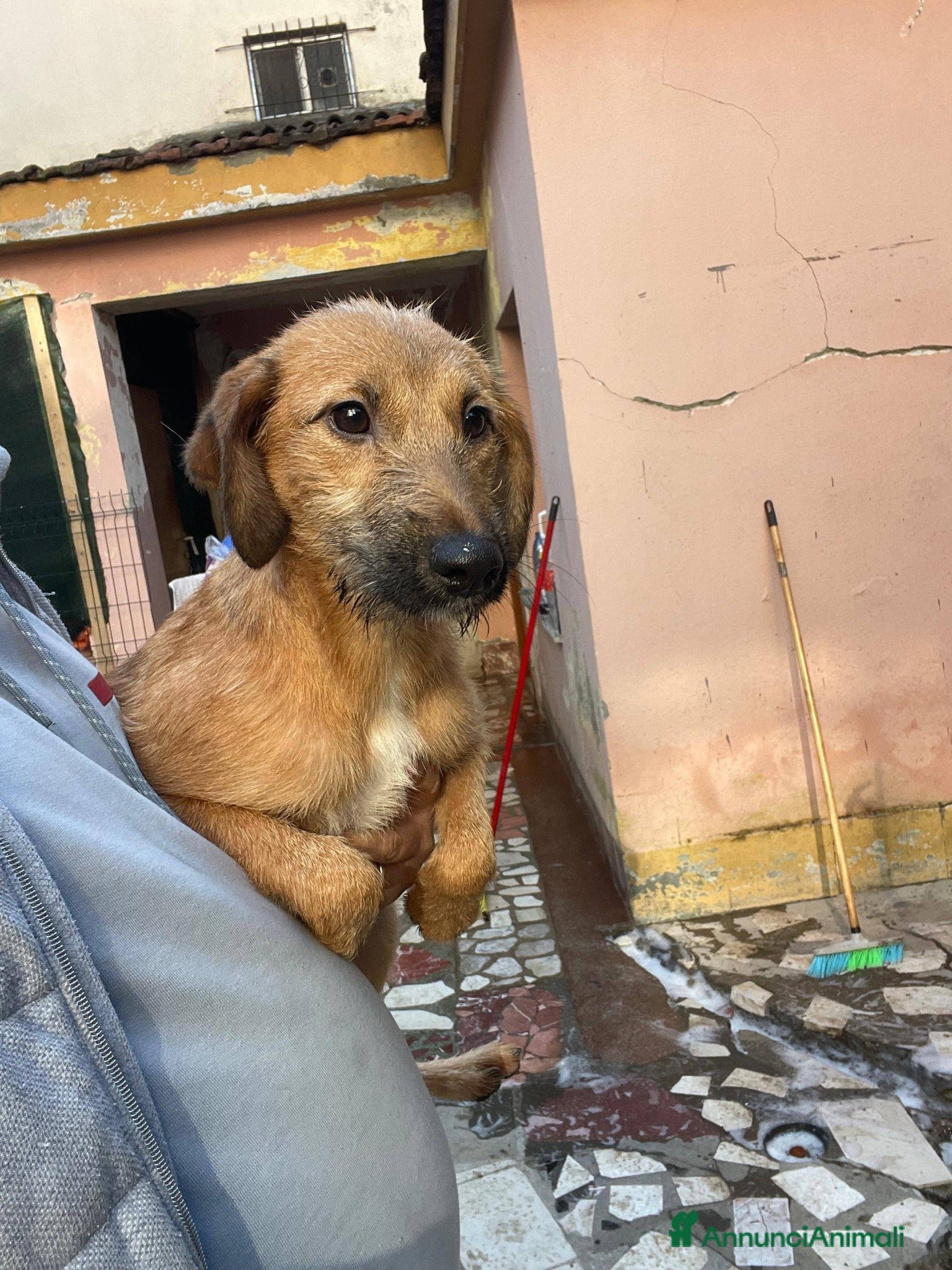 Meticcio cani Toby cucciolo dolcissimo - Annuncio 31