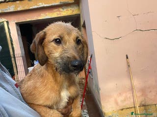 Meticcio cani Toby cucciolo dolcissimo - Annuncio 31