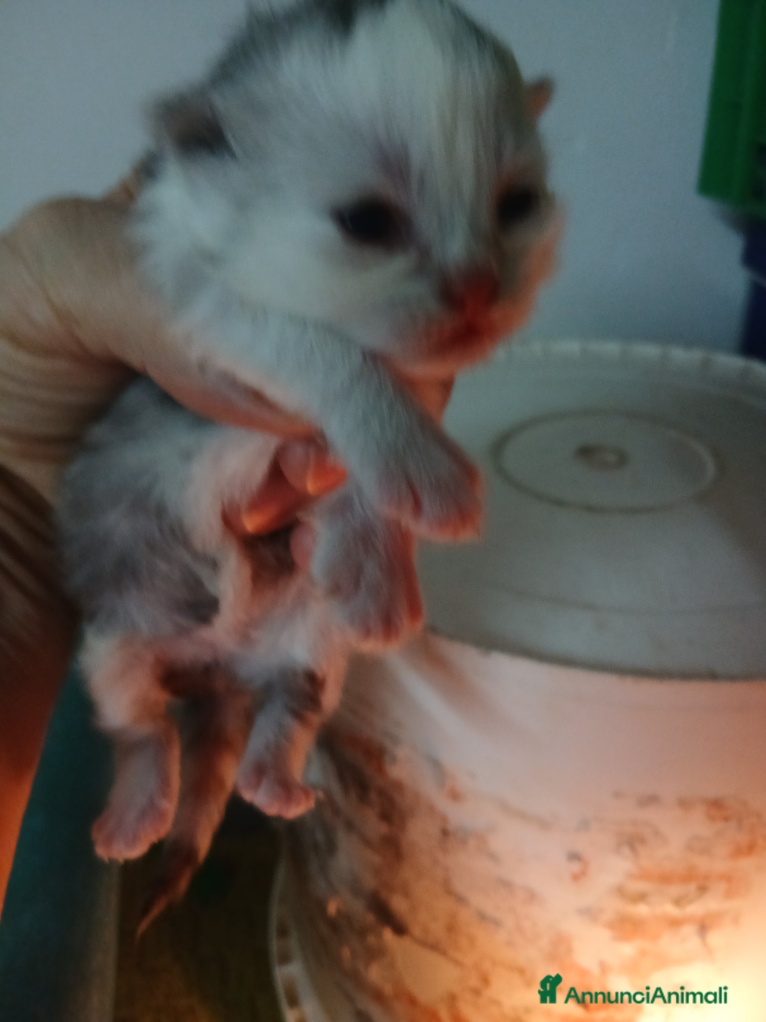 Persiano gatti Gattini  - Annuncio 1