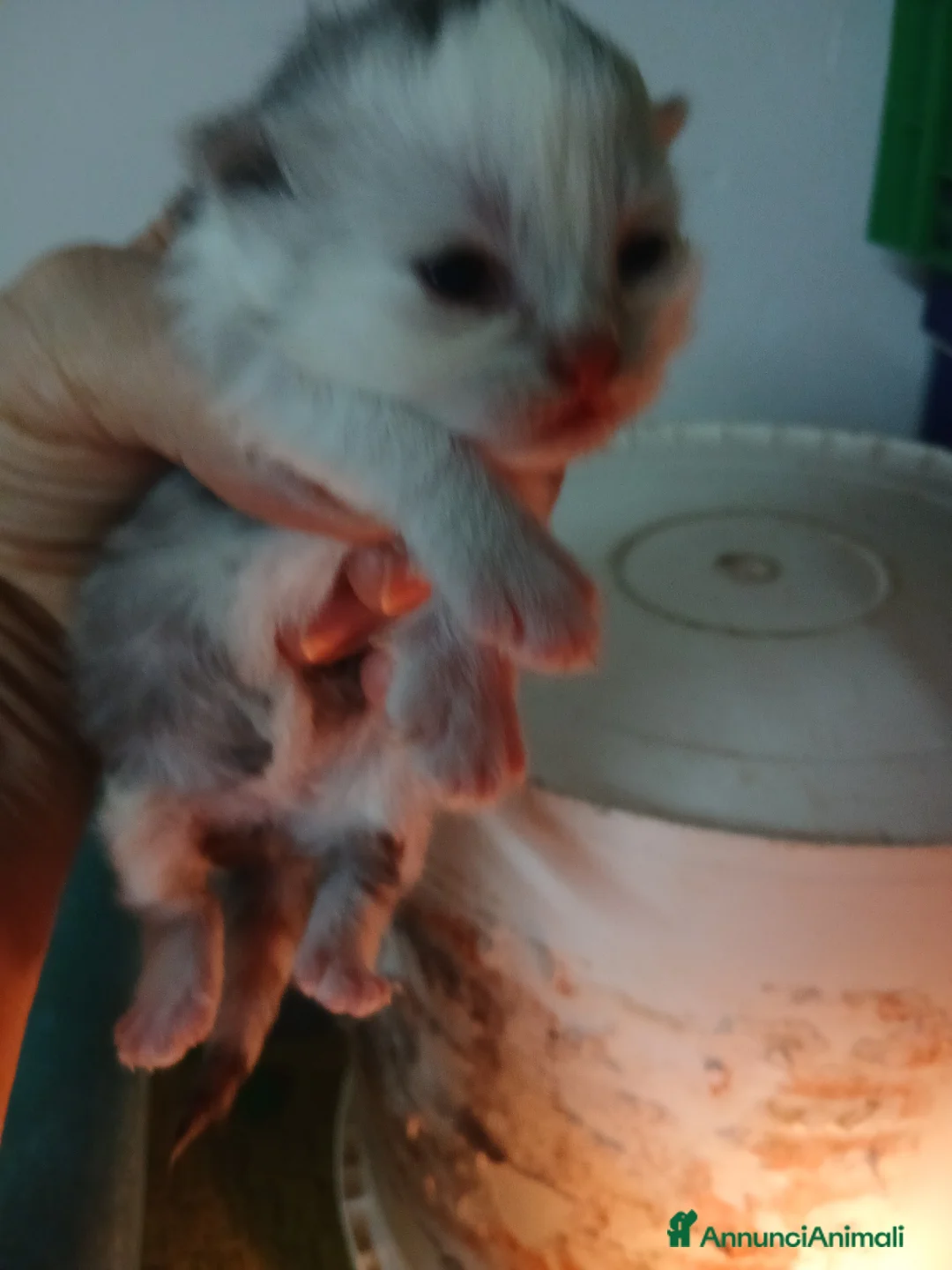 Persiano gatti in vendita: Gattini  - Annuncio 1