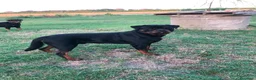 Rottweiler cani in vendita: Cuccioli Rottweiler - Annuncio 3
