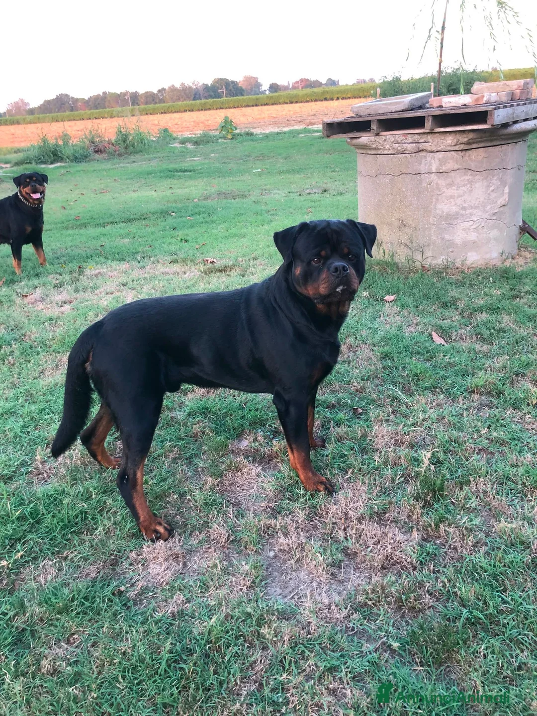 Rottweiler cani in vendita: Cuccioli Rottweiler - Annuncio 3