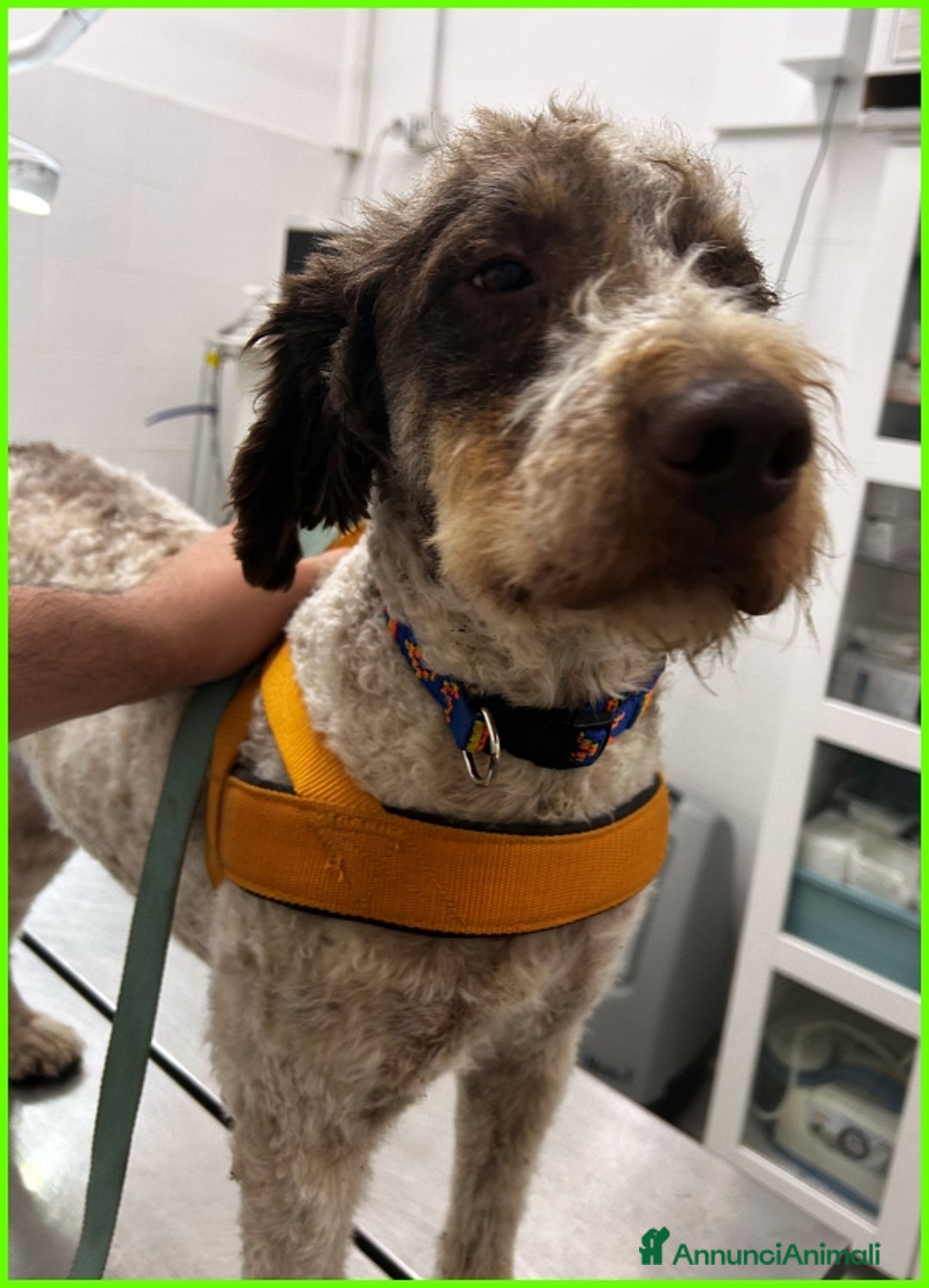 Lagotto cani in regalo: FICARRA, SIMIL LAGOTTINO 2 ANNI, ABBANDONATO LEGAT a Città metropolitana di Milano - Annuncio 8