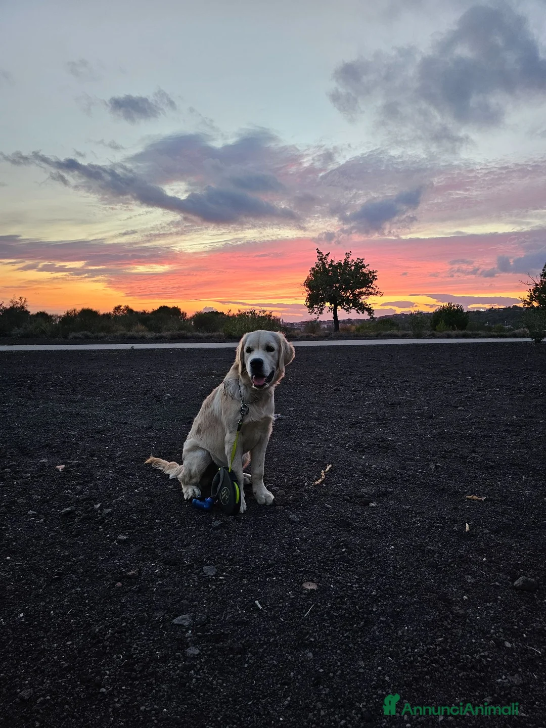 Golden Retriever cani in vendita: Golden retriver 100% linea inglese  - Annuncio 1