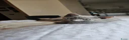 Sphynx gatti in vendita: Dolcissime cucciole - genitori Sphynx - Annuncio 3