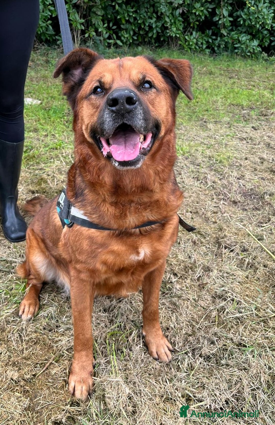 Meticcio cani in regalo: JONAS CERCA CASA E AMORE - Annuncio 3