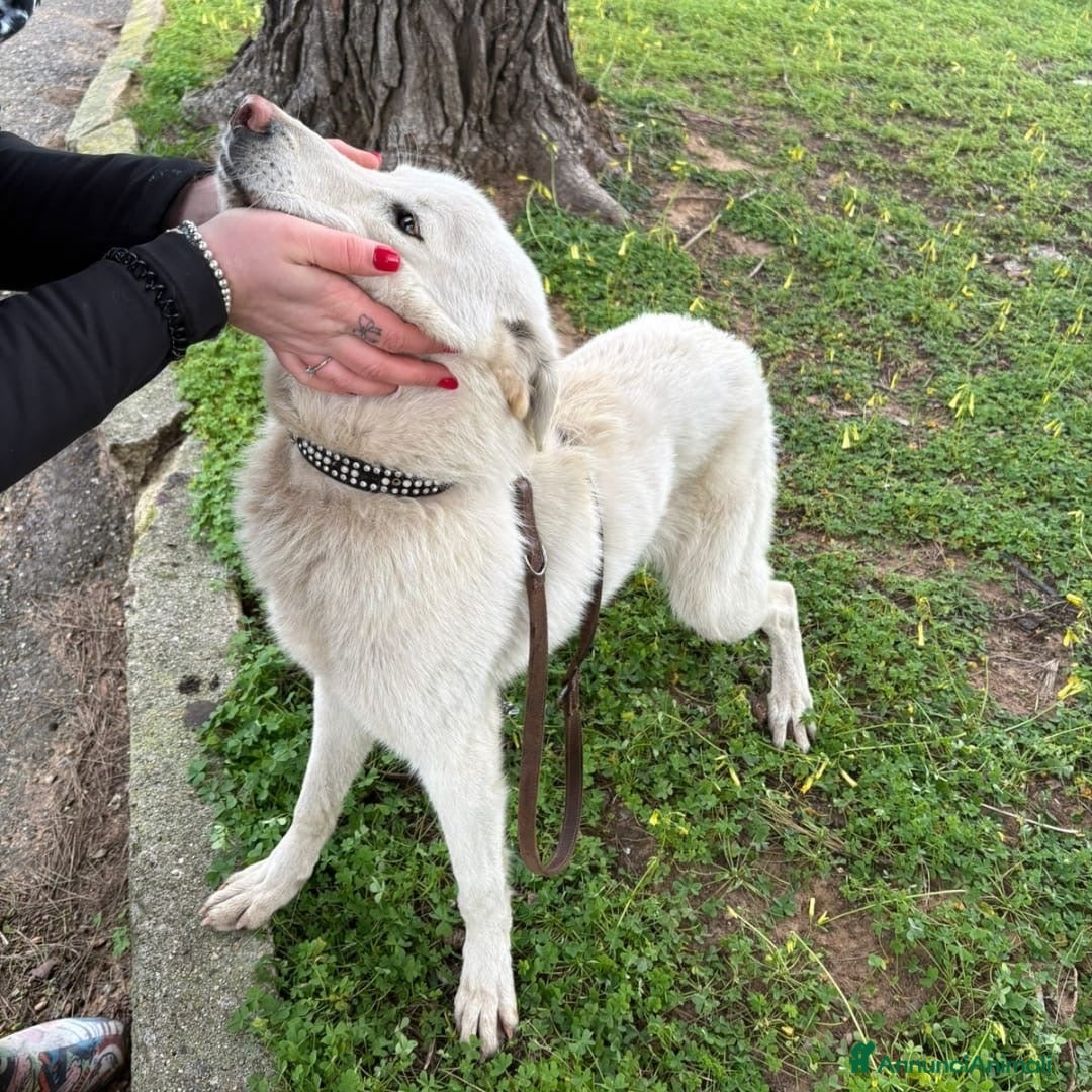 Meticcio cani LUNA 🩷 - cucciola cerca casa: diamole la luna!!🥰 - Annuncio 2