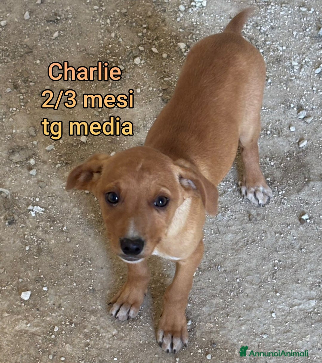 Meticcio cani in regalo: SALVA LA VITA AD UN CUCCIOLO! - Annuncio 7