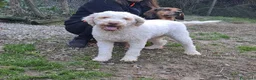 Lagotto cani in regalo: ISOTTA, dolcissima LAGOTTA cerca famiglia! - Annuncio 5