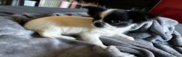 Chihuahua cani in vendita: Maschietto pelo lungo  - Annuncio 4