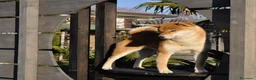 Shiba Inu cani in vendita: Cuccioli SHIBA INU  - Annuncio 19