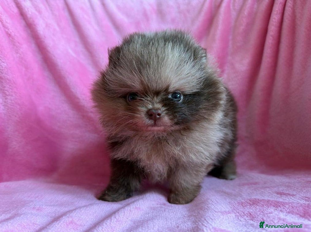 Volpino Pomerania cani in vendita: Adorabili Cuccioli di Pomerania - Annuncio 3