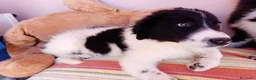 Meticcio cani in regalo: Virgola dolcissima cucciola simil border collie a Città metropolitana di Milano - Annuncio 5