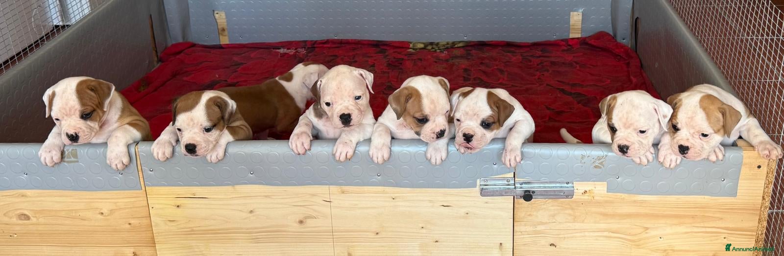 Bulldog cani Cucciolo American bulldog  - Annuncio 1