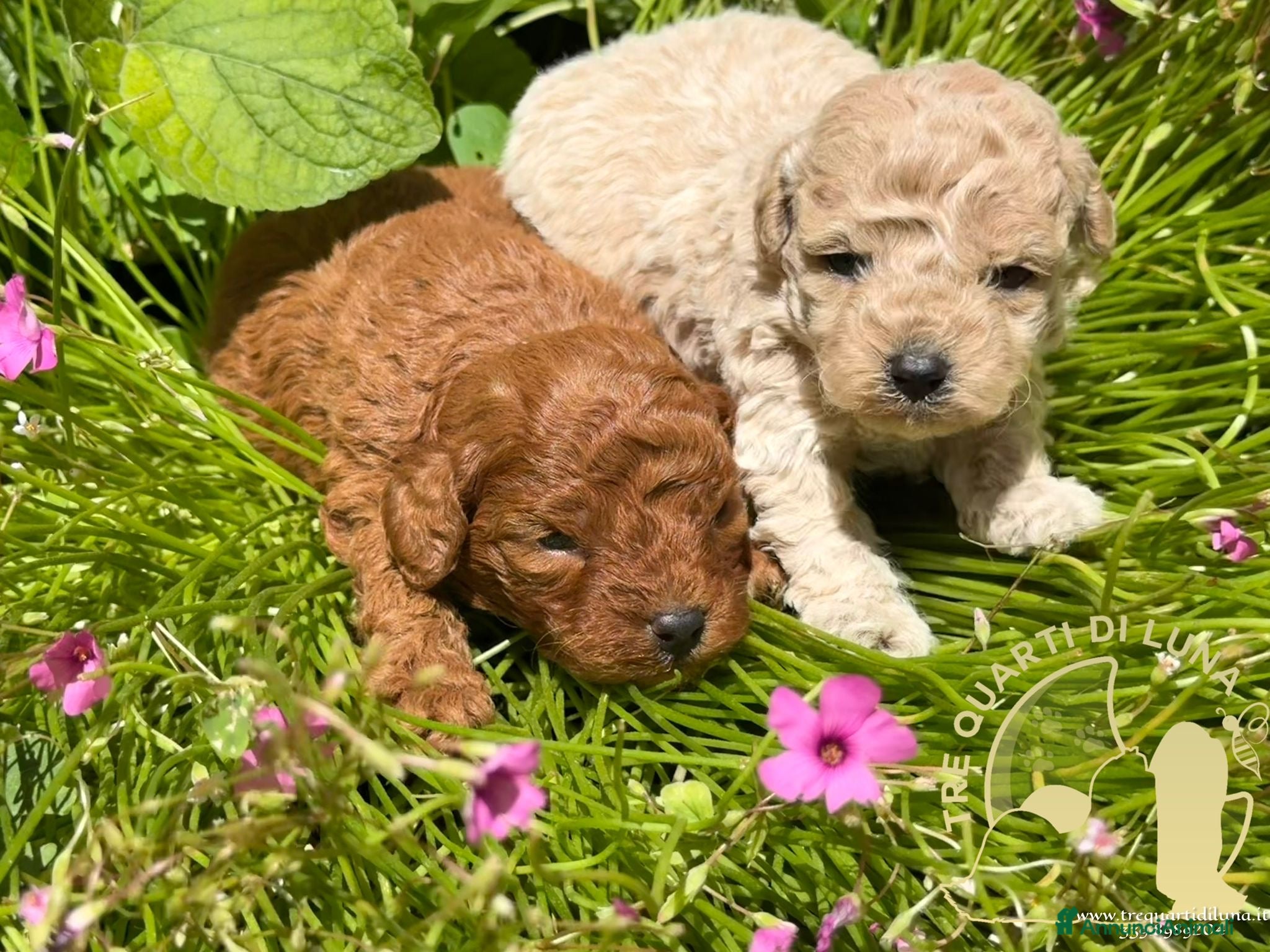 Barboncino Toy cani Cuccioli Barboncino Toy Genitori Testati e Campion - Annuncio 5