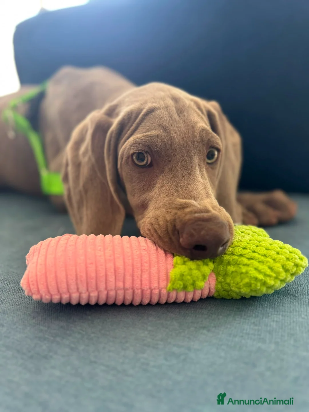 Weimaraner cani in vendita: Ultimo cucciolo di Weimaraner in vendita a Provincia di Novara - Annuncio 1