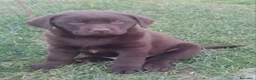 Labrador cani in vendita: Cuccioli di Labrador Retriever  cioccolato  - Annuncio 4