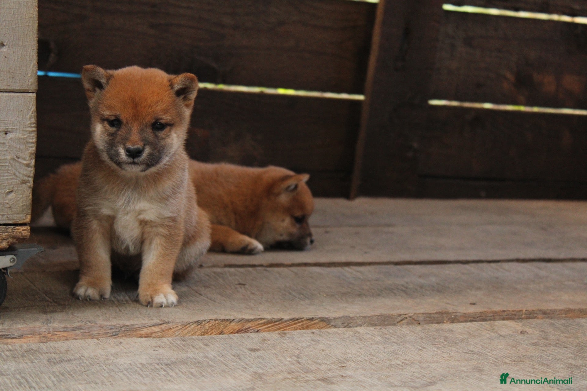 Shiba Inu cani   Mame Shiba di piccola taglia – cuccioli rossi  - Annuncio 1
