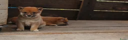 Shiba Inu cani in vendita:   Mame Shiba di piccola taglia – cuccioli rossi  - Annuncio 1