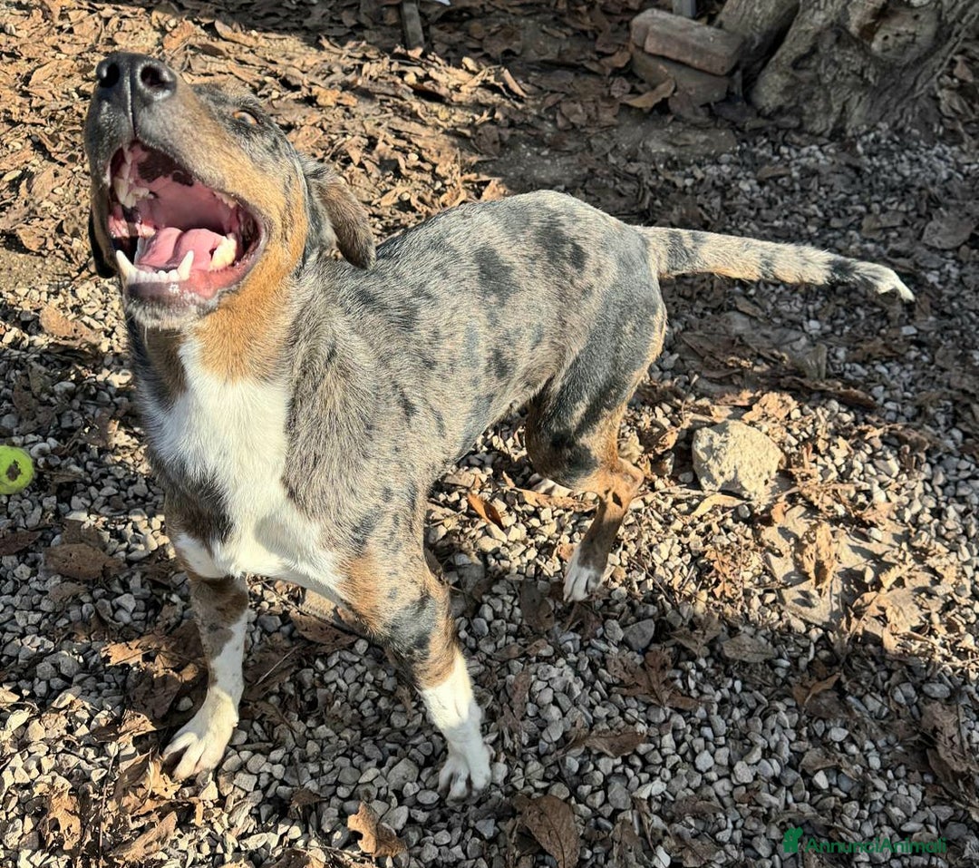 Meticcio cani in regalo: Astrid 1 anno taglia media  - Annuncio 2