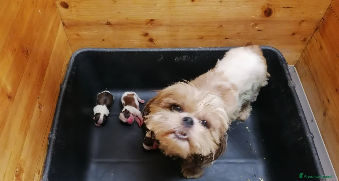 Shih Tzu cani in vendita: Shih Tzu cuccioli taglia toy - Annuncio 2