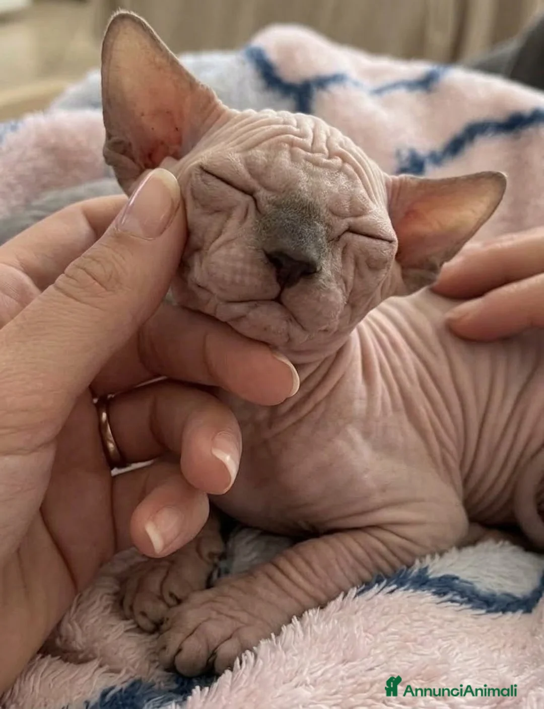 Sphynx gatti in vendita: Cuccioli di Sphynx con pedigree - Annuncio 1