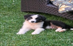 Australian Shepherd cani in vendita: Cuccioli pastore australiano maschi e femmine  a Provincia di Bergamo - Immagine 2