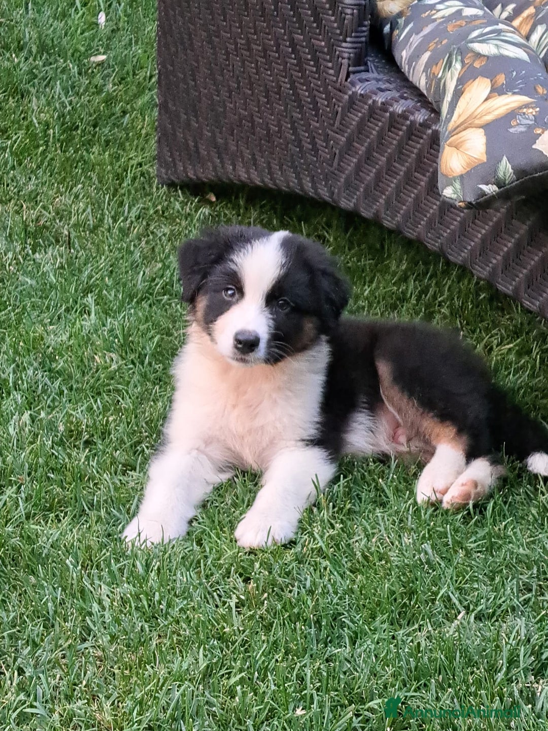 Australian Shepherd cani in vendita: Cuccioli pastore australiano maschi e femmine  a Provincia di Bergamo - Immagine 2
