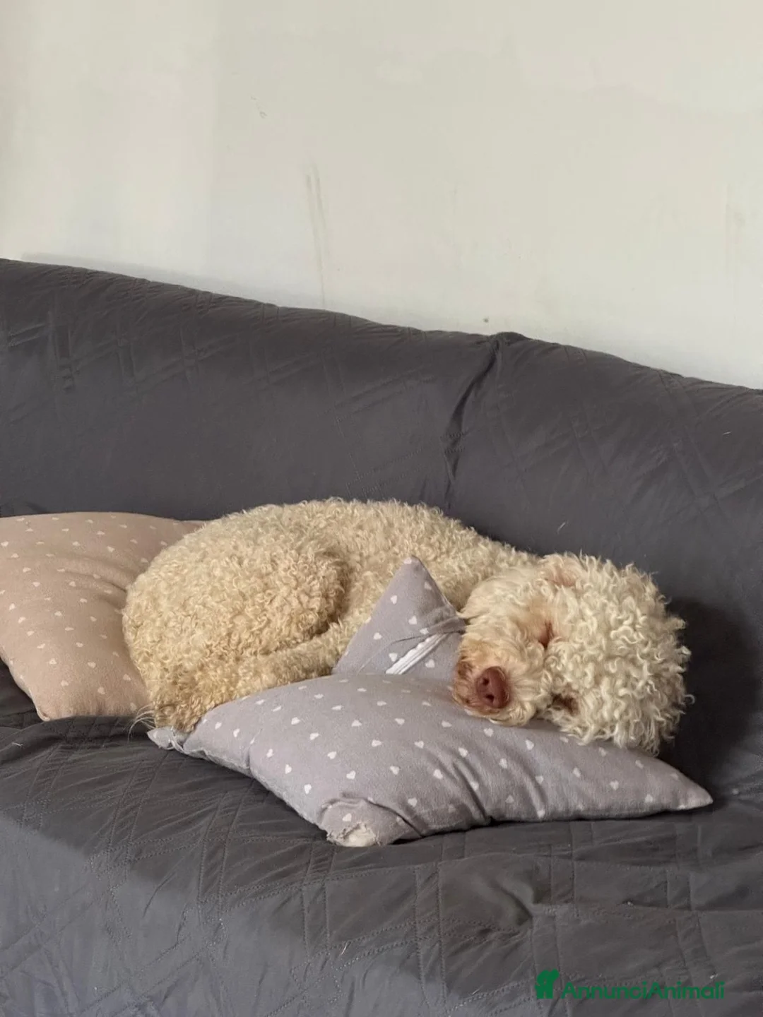 Lagotto cani in vendita: Cuccioli di Lagotto romagnolo con pedigree  - Annuncio 2