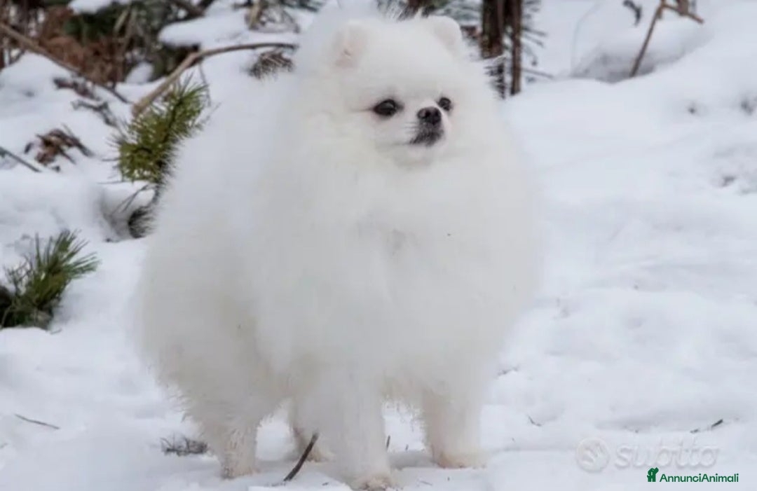 Spitz cani per accoppiamento: Spitz tedesco NANO Pomerania  a Provincia di Monza e della Brianza - Annuncio 2