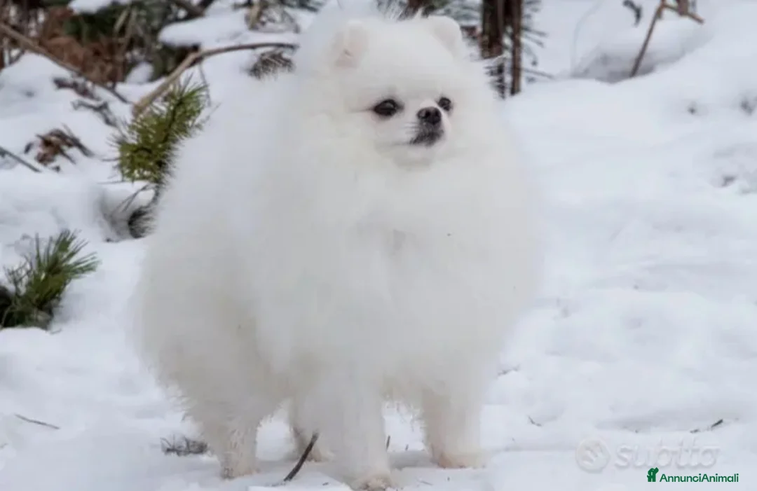 Spitz cani per accoppiamento: Spitz tedesco NANO Pomerania  a Provincia di Monza e della Brianza - Annuncio 2