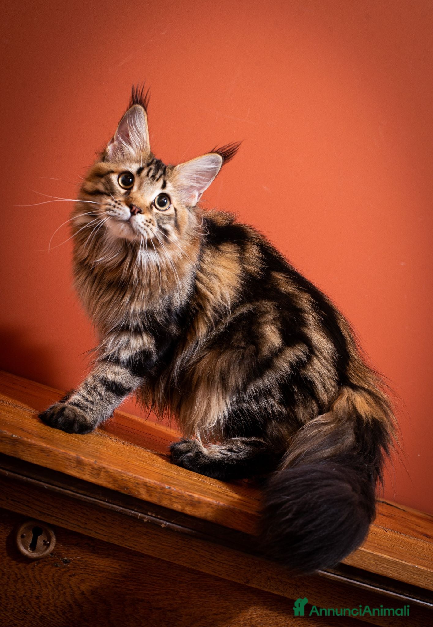 Maine Coon gatti Gattina splendita dall'allevamento Mainemarie - Annuncio 1