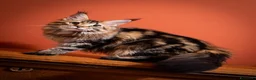 Maine Coon gatti in vendita: Gattina splendita dall'allevamento Mainemarie - Annuncio 1