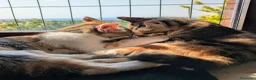 Meticcio gatti in regalo: Le sorelline Pica e Tina - Annuncio 1