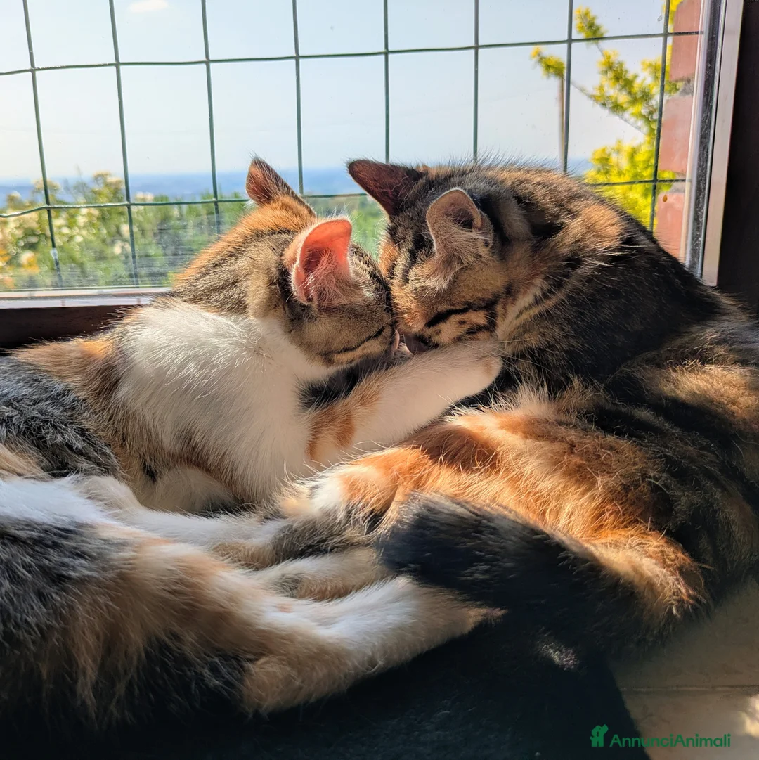 Meticcio gatti in regalo: Le sorelline Pica e Tina - Annuncio 1