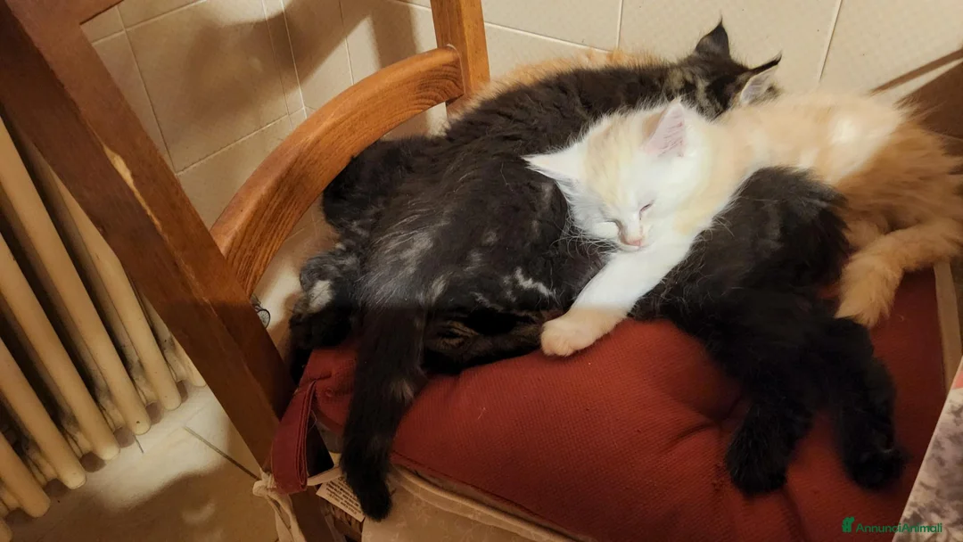Maine Coon gatti in vendita: Cuccioli di maine coon, uno red e uno black. - Annuncio 8