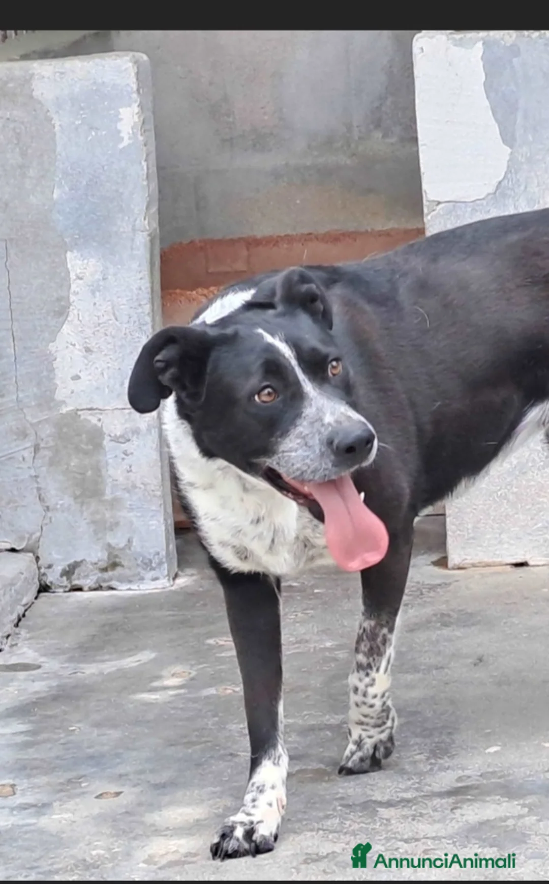 Meticcio cani in regalo: Femmina 5anni salvata 3anni fa PUGLIA SOS - Annuncio 4