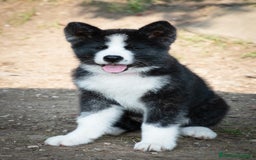 Akita Inu cani in vendita: Akita Inu  a Provincia di Belluno - Immagine 9