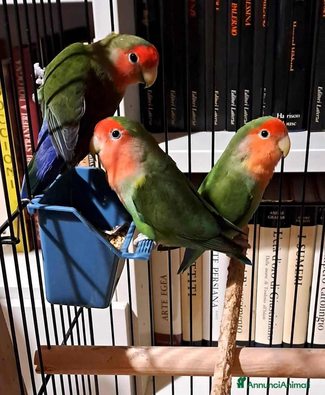 Altre razze gatti in regalo: Splendidi pappagallini cercano adozione - Annuncio 4