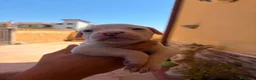 Bulldog cani in vendita: Cuccioli di bulldog americano  a Libero consorzio comunale di Agrigento - Annuncio 3