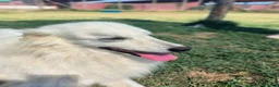 Meticcio cani in regalo: Shira, elegante e fiera - Annuncio 7