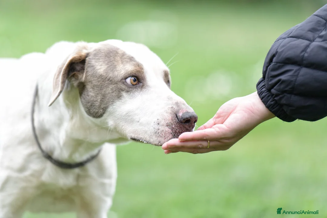 Meticcio cani in regalo: PONY ATTENDE SEMPRE LA SUA RIVINCITA, IN ADOZIONE - Annuncio 4