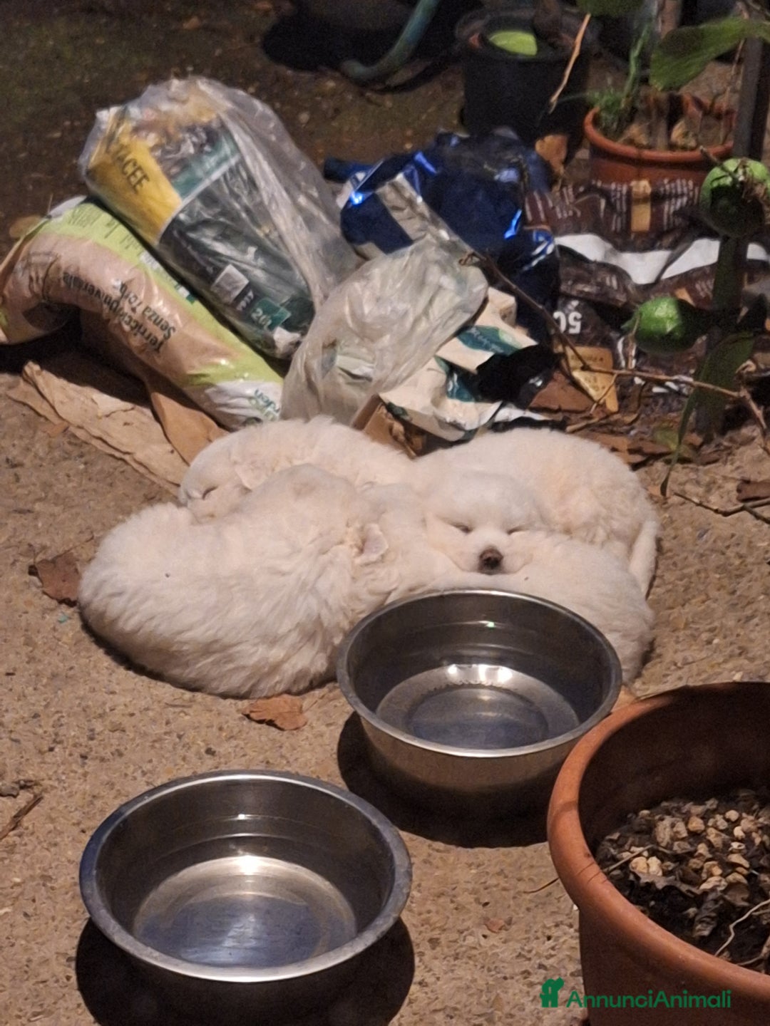 Pastore Maremmano cani in vendita: Cuccioli di pastore maremmano, 3 maschi, 1 femmina - Annuncio 6