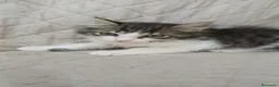 Altre razze gatti in regalo: GATTINI BISOGNOSI IN CERCA D'AMORE a Città Metropolitana di Bologna - Annuncio 2