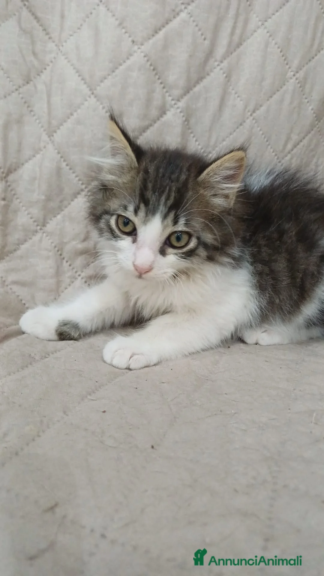 Altre razze gatti in regalo: GATTINI BISOGNOSI IN CERCA D'AMORE a Città Metropolitana di Bologna - Annuncio 2