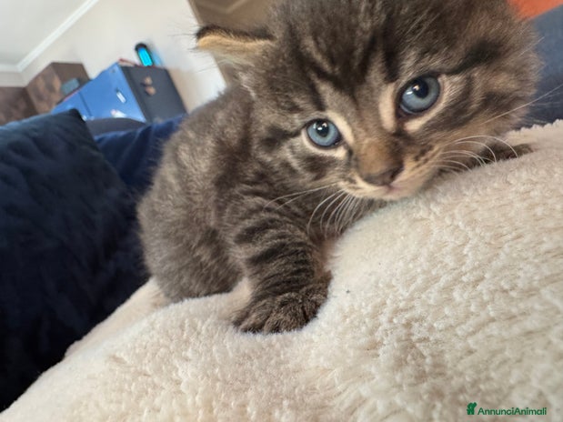 Maine Coon gatti - Annuncio 10