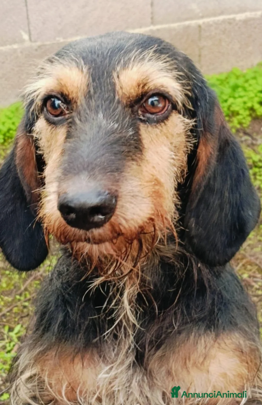 Segugio cani in regalo: Segugio 2anni MOLLATO LEGATO IN MEZZO AL NULLA!!!! a Città metropolitana di Milano - Annuncio 2