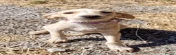 Meticcio cani in regalo: Ivory a Provincia di Savona - Annuncio 7