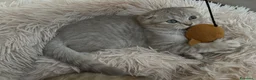 Scottish gatti in vendita: Impossibile non innamorarsi di lui! 🤎 - Annuncio 5